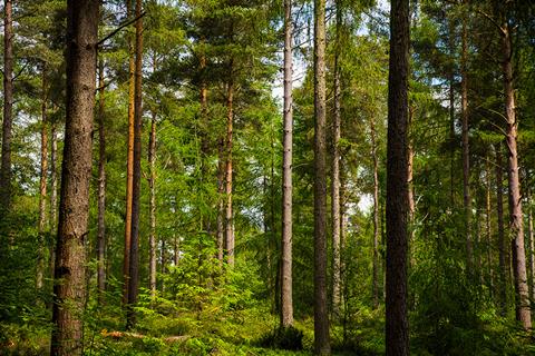 Timber Using Government outlines roadmap to increase use of timber in construction ...